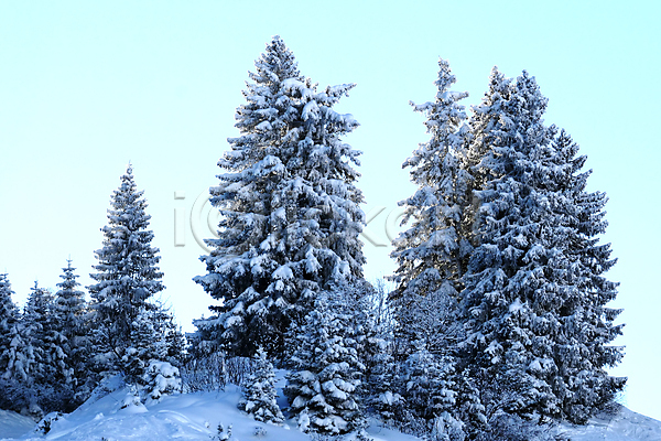 추위 JPG 포토 해외이미지 12월 1월 겨울 계절 그룹 나무 눈내림 서리 소나무 자연 장면 저녁 파란색 풍경(경치) 하늘