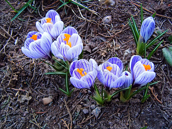 JPG 포토 해외이미지 개화 꽃 냄새 땅바닥 보라색 봄 식물 오렌지 초록색 향기 흰색
