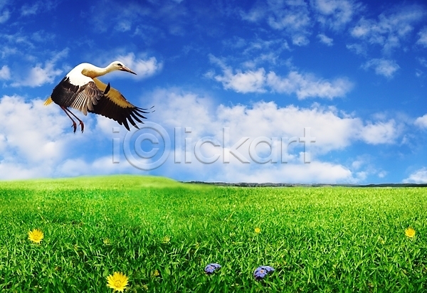 JPG 포토 해외이미지 거리 계절 구름(자연) 꽃 동물 백그라운드 봄 뷰티 수평선 시골 조류 착륙 풍경(경치) 하늘 황새