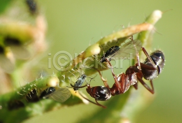 달콤 협력 JPG 포토 해외이미지 개미 곤충 먹기 생태학 자연 초록색 해충