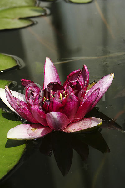 사람없음 JPG 포토 해외이미지 꽃 물 반사 보라색 분홍색 식물 야외 연꽃(꽃) 연못 잎 자연 정원 채소 초록색 호수