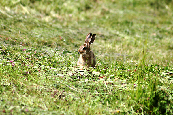 사람없음 JPG 포토 해외이미지 갈색 산토끼 야외 응시 잔디 주간 초원(자연) 토끼 한마리