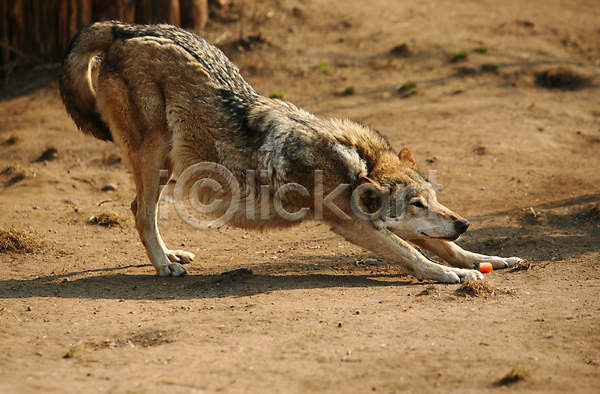사람없음 JPG 포토 해외이미지 기지개 늑대 야생동물 야외 주간 한마리
