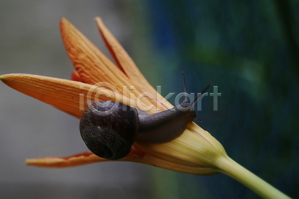 사람없음 JPG 포토 해외이미지 검은색 꽃 달팽이(동물) 동물 동물상 식물 야외 여름(계절) 오렌지 자연