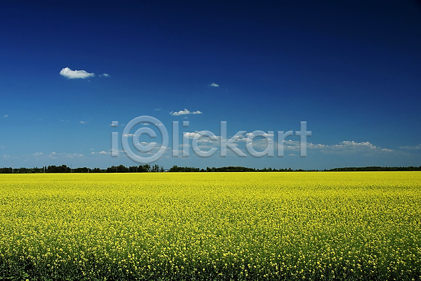 사람없음 JPG 포토 해외이미지 5월 구름(자연) 노란색 농경지 농업 농장 독일 밭 밭일 벚꽃 에너지 엽서 자연 카놀라 파노라마 파란색 하늘 환경