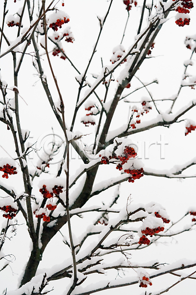 시원함 추위 사람없음 JPG 포토 해외이미지 가을(계절) 겨울 계절 고립 과일 나무 나뭇가지 냉동 눈내림 다발 목재 뷰티 빨간색 산 삼림지대 서리 숲 식물 야외 얼음 열매 자연 재 정원 컬러풀 크리스마스