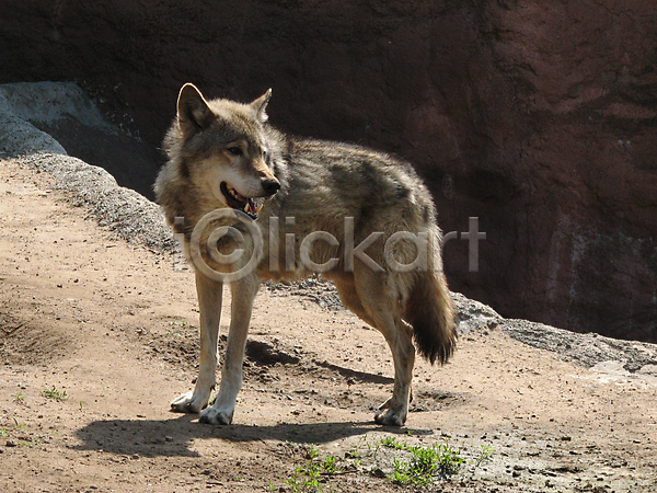 사람없음 JPG 포토 해외이미지 늑대 야생동물 야외 주간 한마리