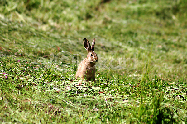 사람없음 JPG 포토 해외이미지 산토끼 서기 야외 응시 잔디 주간 초원(자연) 토끼 한마리