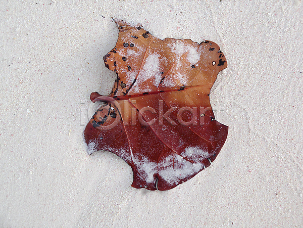 사람없음 JPG 포토 해외이미지 가을(계절) 갈색 계절 나무 모래 식물 쌓기 위치 잎 자연 지도 질감 휴가 흰색