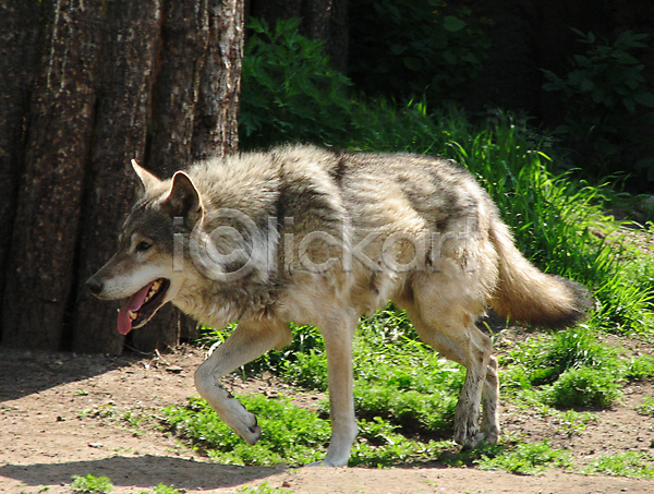 사람없음 JPG 포토 해외이미지 걷기 늑대 야생동물 야외 주간 한마리