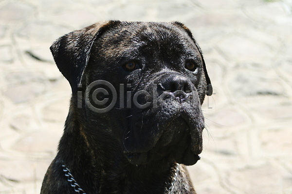 사람없음 JPG 포토 해외이미지 가축 갈색 강아지 개 동물 듣기 머리 물 송곳니 여름(계절) 젖음 주목 줄무늬 태양