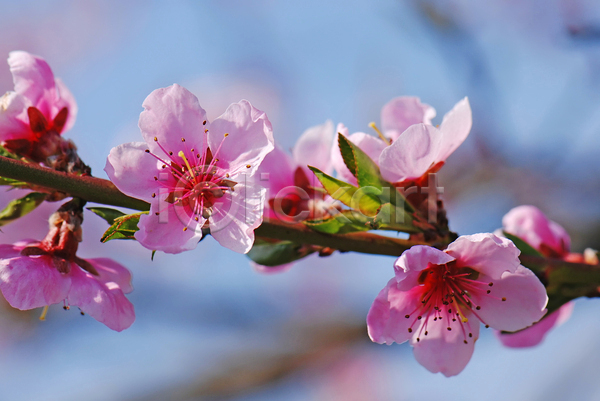 사람없음 JPG 아웃포커스 포토 해외이미지 꽃 벚꽃 분홍색 야외 주간