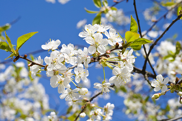 사람없음 JPG 포토 해외이미지 벚꽃 봄 야외 주간 햇빛