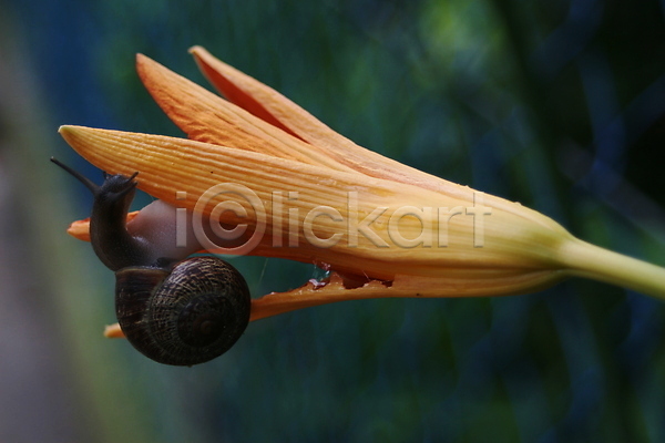 사람없음 JPG 포토 해외이미지 갈색 검은색 꽃 느림 달팽이(동물) 동물 동물상 식물 야외 여름(계절) 오렌지 자연