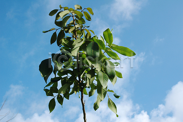 고요 성장 신선 평화 사람없음 JPG 포토 해외이미지 나뭇가지 막대기 봄 식물 여름(계절) 잎 자연 줄기 초록색 파란색 하늘