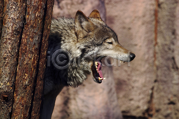사람없음 JPG 포토 해외이미지 늑대 야생동물 야외 주간 하품 한마리