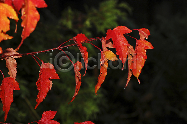사람없음 JPG 포토 해외이미지 가을(계절) 가을풍경 낙엽 단풍 빨간색 야외 이슬 자연 주간 풍경(경치)