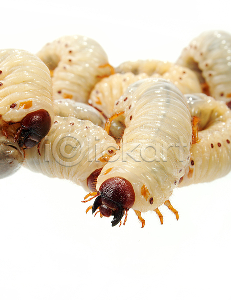 사람없음 JPG 포토 해외이미지 곤충 끈적임 낚시 동물 둥지 딱정벌레 미끼 식민지 애벌레 음식 자연 학교