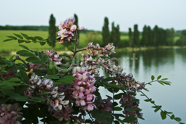 사람없음 JPG 포토 해외이미지 꽃 나무 물 분홍색 식물 야외 여름(계절) 잎 자연 초록색 파란색 호수