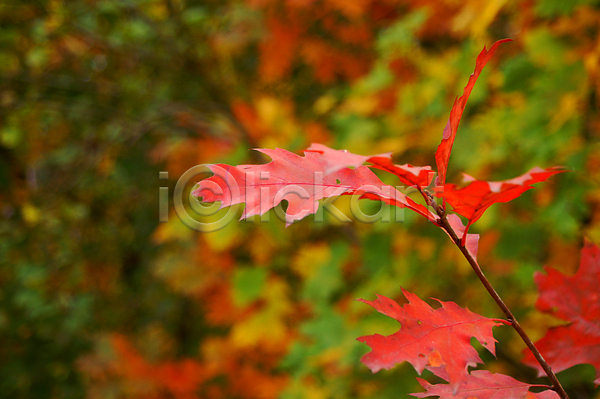사람없음 JPG 아웃포커스 포토 해외이미지 가을(계절) 가을풍경 단풍 백그라운드 빨간색 야외 자연 주간 풍경(경치)