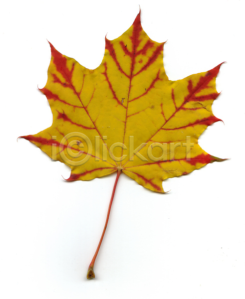 사람없음 JPG 포토 해외이미지 가을(계절) 나무 노란색 단풍 빨간색 식물 잎 흰색