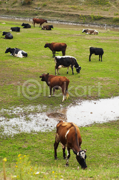사람없음 JPG 포토 해외이미지 농경지 농업 방목 소 야외 웅덩이 주간 풍경(경치)