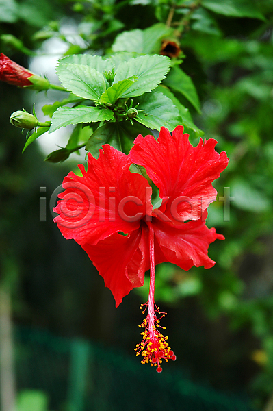 신선 활발 사람없음 JPG 포토 해외이미지 건강 관목 꽃 꽃수술 꽃잎 말레이시아 벚꽃 뷰티 빨간색 여름(계절) 자연 장식 하와이 허브 히비스커스