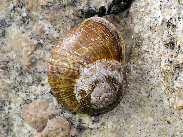 휴식 사람없음 JPG 포토 해외이미지 껍질 느림 달팽이(동물) 동물 민달팽이 바위 벽 야외 연체동물 자연 잠 정원 주택 화강암