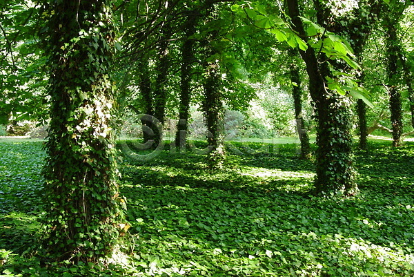 사람없음 JPG 포토 해외이미지 공원 그림자 나무 식물 초록색