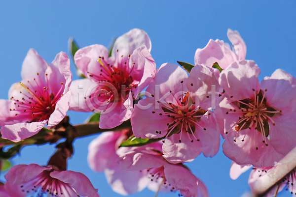 사람없음 JPG 근접촬영 포토 해외이미지 꽃 벚꽃 분홍색 야외 주간