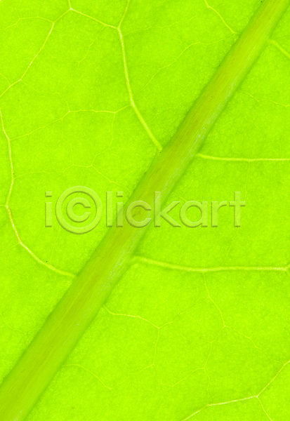 사람없음 JPG 포토 해외이미지 묘사 민들레 식물 잎 자연 초록색 칼날