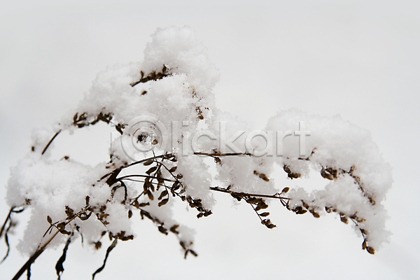 추위 침묵 사람없음 JPG 포토 해외이미지 12월 1월 2월 계절 공원 나무 날씨 냉동 눈내림 반투명 서리 숲 시골 야외 얼음 자연 크리스마스 풍경(경치) 회색 휴가 흰색