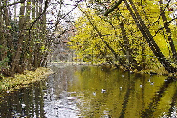 사람없음 JPG 포토 해외이미지 가을(계절) 갈매기 강 공원 나무 노란색 물 오렌지 잎 호수