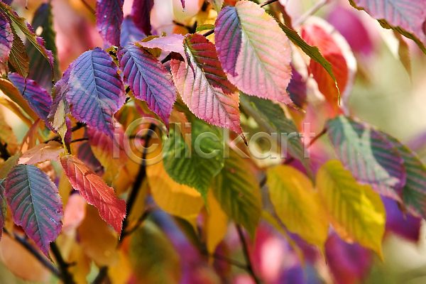 사람없음 JPG 포토 해외이미지 10월 가을(계절) 강렬 계절 나무 노란색 백그라운드 빨간색 숲 야외 잎 자연 초록색 추상 태양 파란색 패턴 풍경(경치) 환경