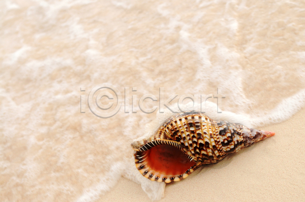 사람없음 JPG 포토 해외이미지 껍질 모래 소라 야외 여름(계절) 여름풍경 주간 파도 휴양지