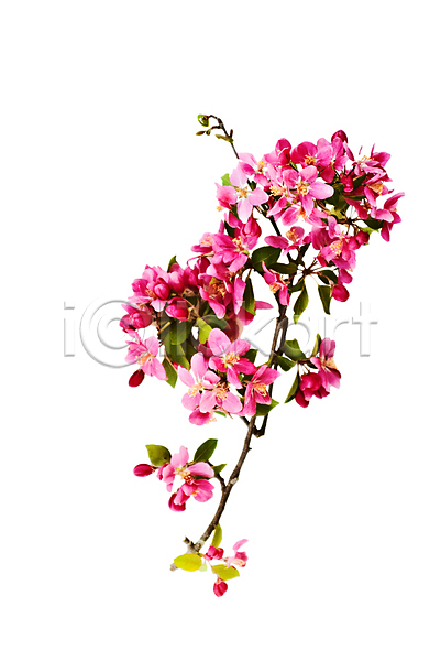 성장 사람없음 JPG 포토 해외이미지 개화 게 고립 꽃 꽃수술 꽃잎 나무 나뭇가지 닫기 묘사 벚꽃 봄 분홍색 뷰티 사과 식물 싱글 잎 자연 줄기 흰배경