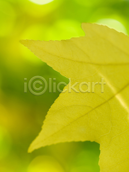 성장 사람없음 JPG 포토 해외이미지 가을(계절) 광합성 나무 노란색 모양 목재 묘사 식물 잎 자연 정맥 질감 초록색 패턴 환경