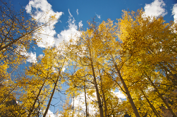 변화 활발 사람없음 JPG 포토 해외이미지 10월 9월 가로 가을(계절) 계절 구름(자연) 그늘 나무 내추럴 노란색 미국 산 상록수 서쪽 소나무 숲 여행 와이오밍 잎 자연 카우보이 콜로라도 파란색 풍경(경치) 하늘