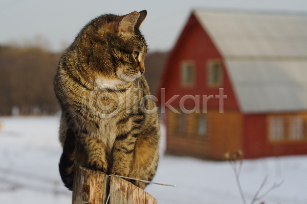 사람없음 JPG 포토 해외이미지 겨울 고양이 기둥 나무 농장 동물 목재 반려동물 봉 빨간색 솜털 시골 앉기 야외 얼룩무늬 응시 주택 초록색 포즈 회색 흰색