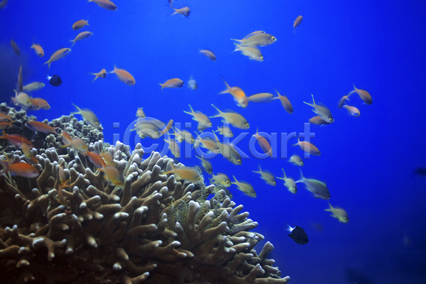 부드러움 사람없음 JPG 포토 해외이미지 강렬 깊이 다이빙 동물 물 바다 바닷속 백그라운드 산호 소금물 수중 스노클링 암초 어류 이국적 이집트 파란색 황금