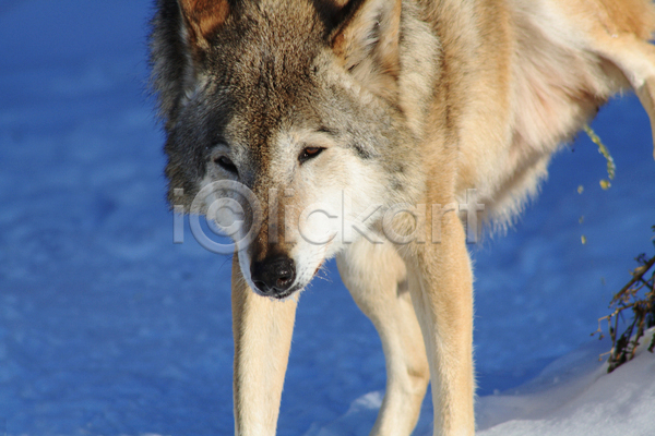 사람없음 JPG 포토 해외이미지 늑대 야생동물 야외 주간 한마리