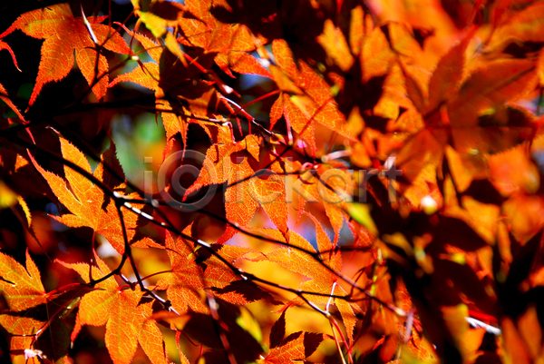사람없음 JPG 근접촬영 소프트포커스 포토 해외이미지 가을(계절) 가을풍경 단풍 백그라운드 야외 자연 주간 주황색 풍경(경치)
