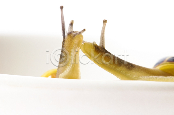 사람없음 JPG 포토 해외이미지 달팽이(동물) 두마리 실내 연체동물 컵 흰배경