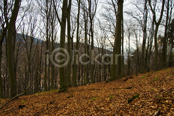 사람없음 JPG 포토 해외이미지 가로 가을(계절) 갈색 검은색 겨울 계절 나무 산 숲 야외 잎 자연 풍경(경치) 회색