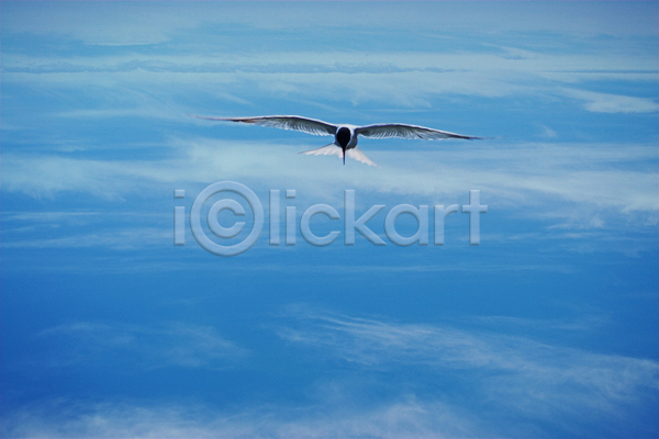 자유 사람없음 JPG 포토 해외이미지 갈매기 구름(자연) 무료 비행 조류 파란색