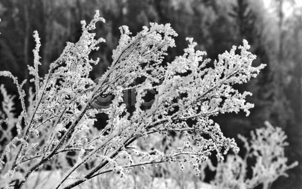 사람없음 JPG 아웃포커스 포토 해외이미지 흑백 식물 야외 주간 풍경(경치)