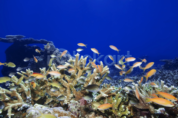 사람없음 JPG 포토 해외이미지 강렬 깊이 다이빙 동물 물 바다 바닷속 백그라운드 산호 소금물 수중 스노클링 식민지 암초 어류 이국적 이집트 파란색 황금