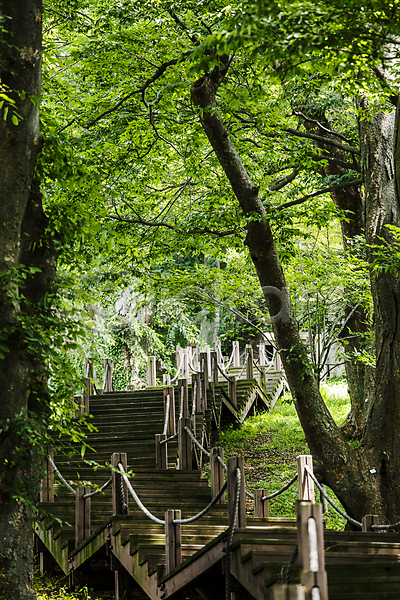 사람없음 JPG 포토 나무 나무계단 산책로 숲 숲길 야외 영광 전라남도 주간 풍경(경치)