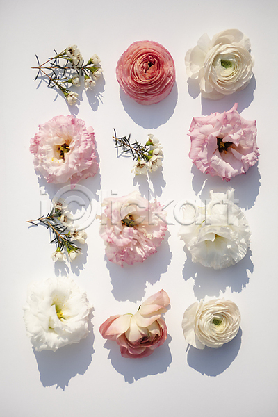 감성 사람없음 JPG 포토 그림자 꽃 라넌큘러스 리시안셔스 실내 흰배경