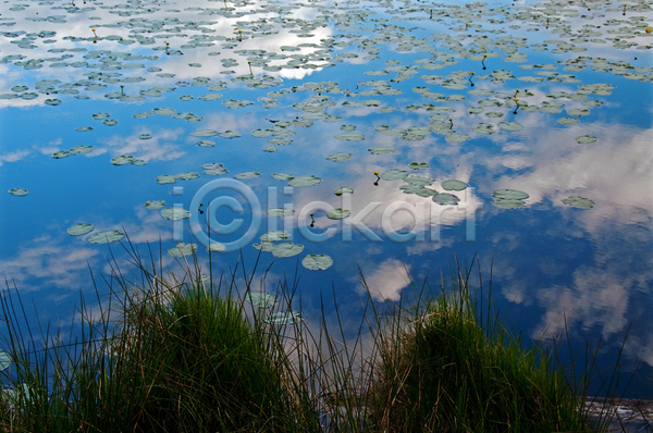 침묵 사람없음 JPG 포토 해외이미지 구름(자연) 맑음 물 밀짚 반사 백합(꽃) 빨대 식물 여름(계절) 자연 태양 파란색 하늘